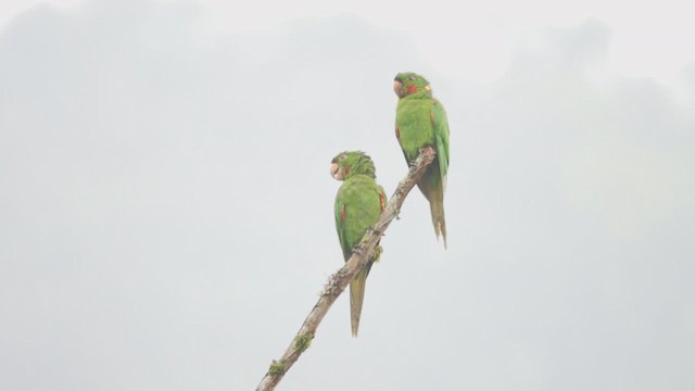 White-eyed Parakeet - ML651524488