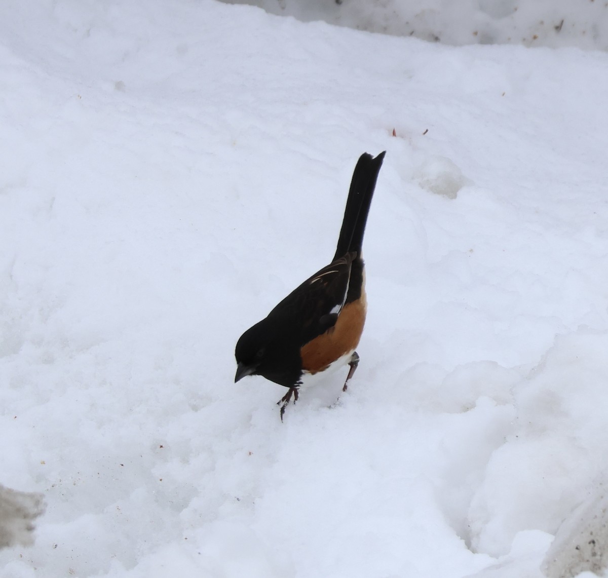 pipilo rudooký - ML651524632