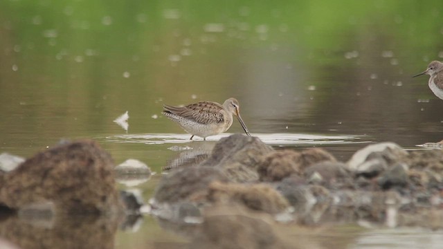 Limnodromo pettorossiccio - ML651524654