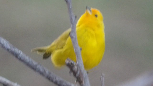 Saffron Finch (Saffron) - ML651524943