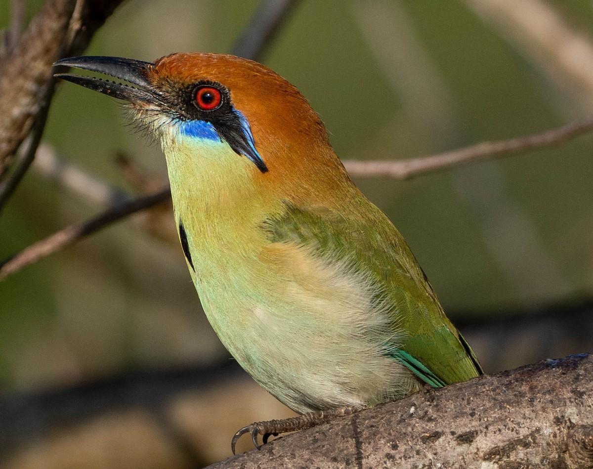 Braunscheitelmotmot - ML651525285
