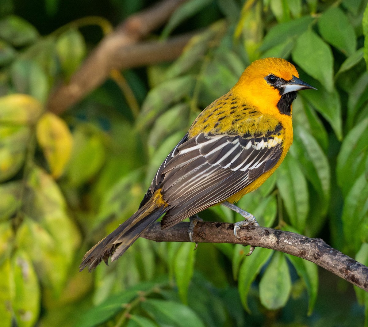 Piroltrupial - ML651525569