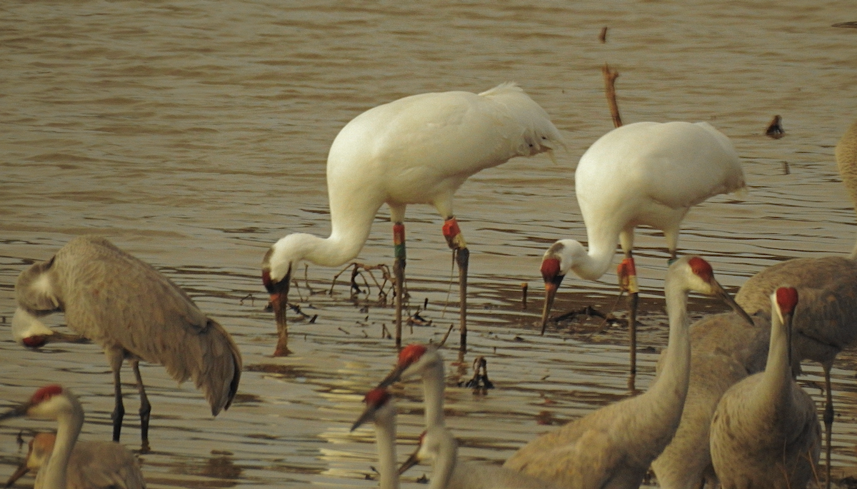 Whooping Crane - ML651526487