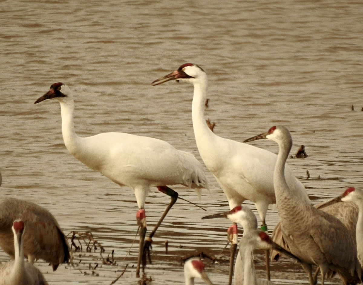 Whooping Crane - ML651526488