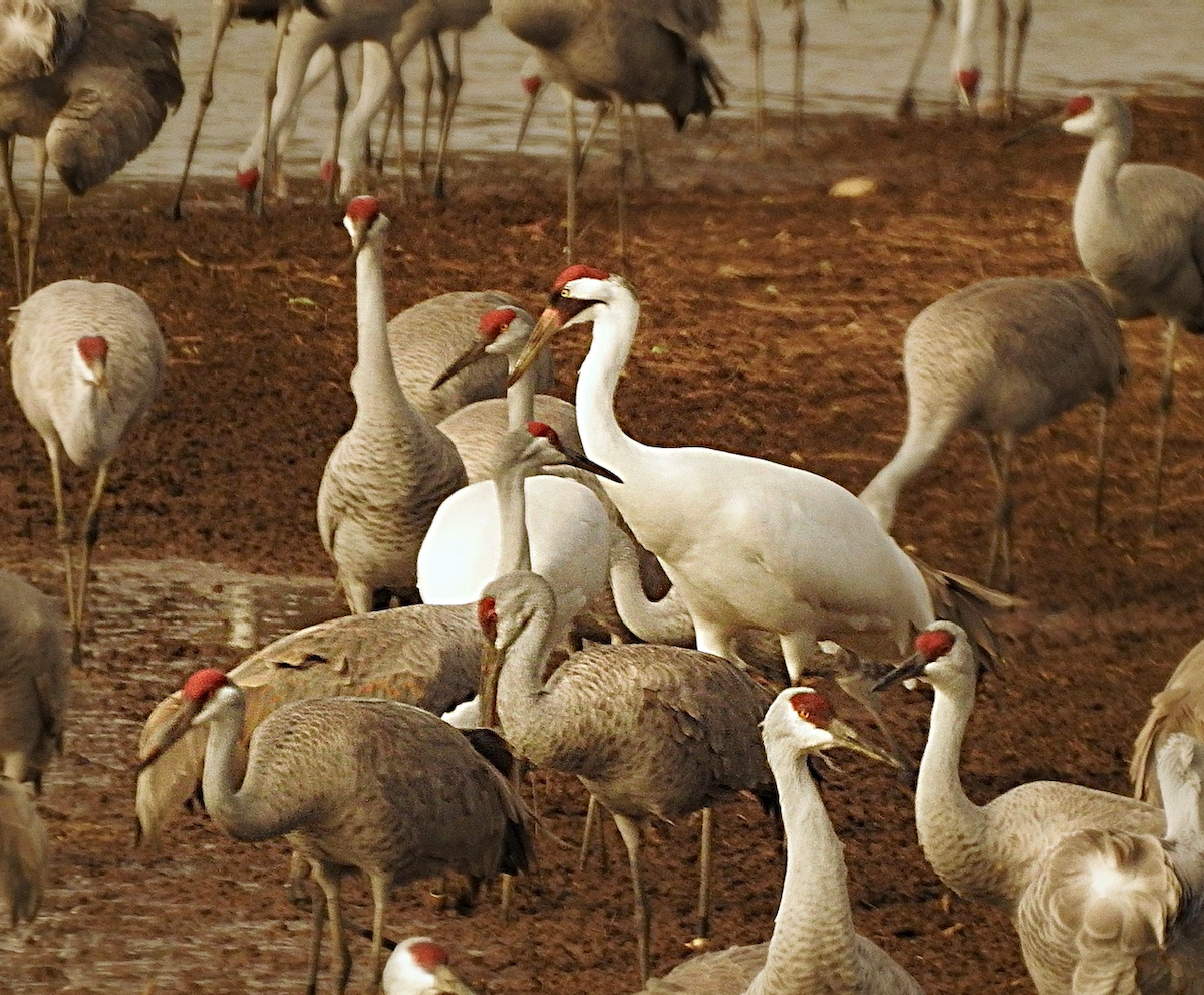 Whooping Crane - ML651526489