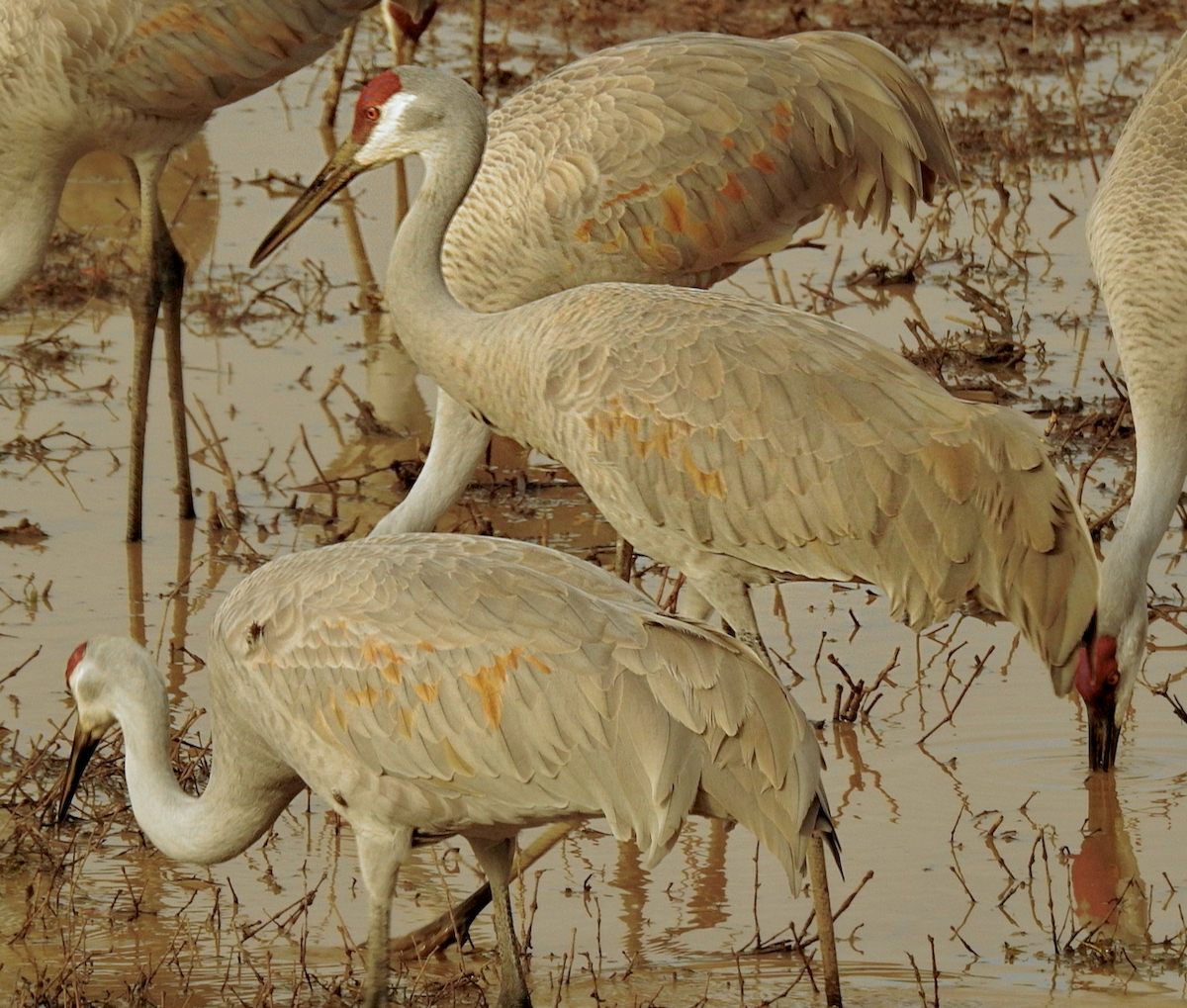 Sandhill Crane - ML651526508