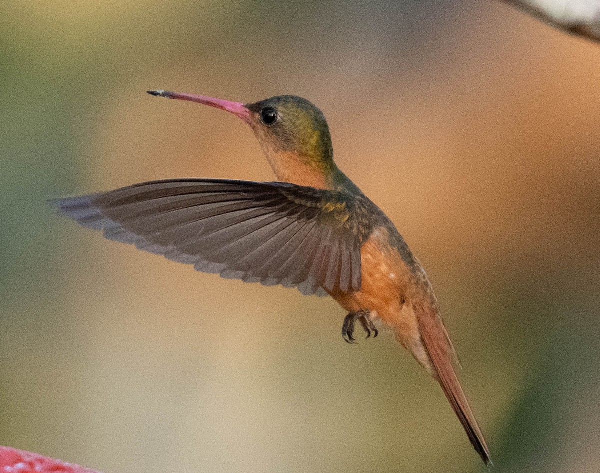 Zimtbauchamazilie - ML651526587