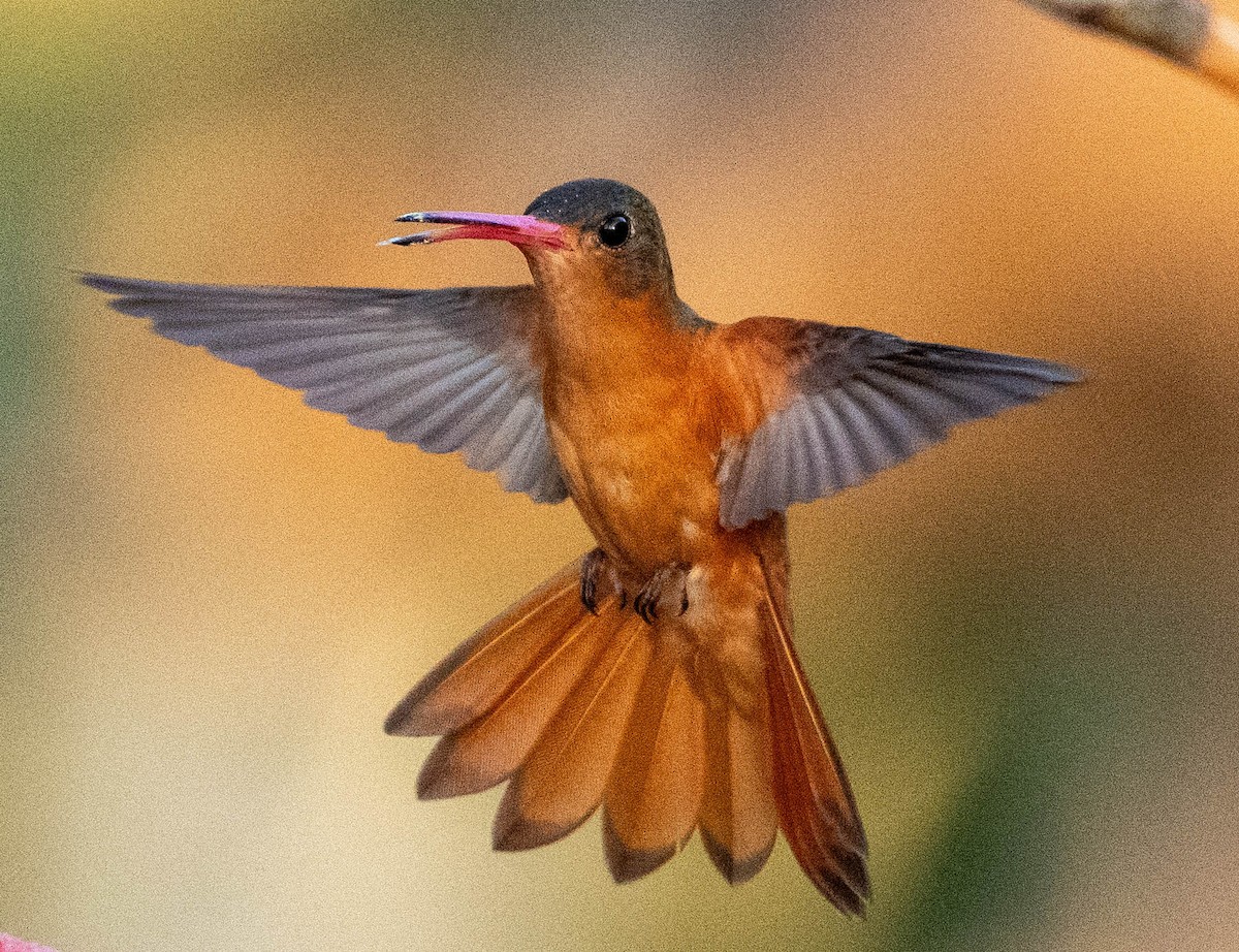 Zimtbauchamazilie - ML651526588