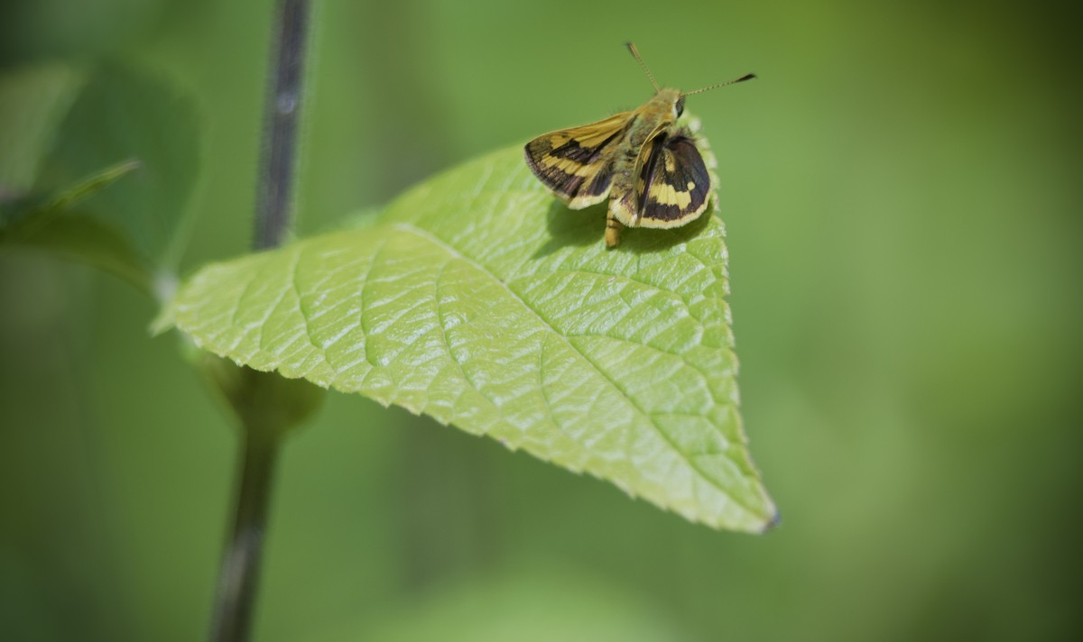 Yellow-banded Dart - ML651526944