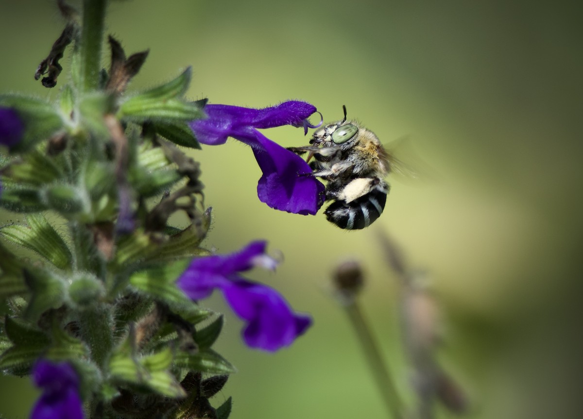 Blue-banded and Allied Digger Bees - ML651526948