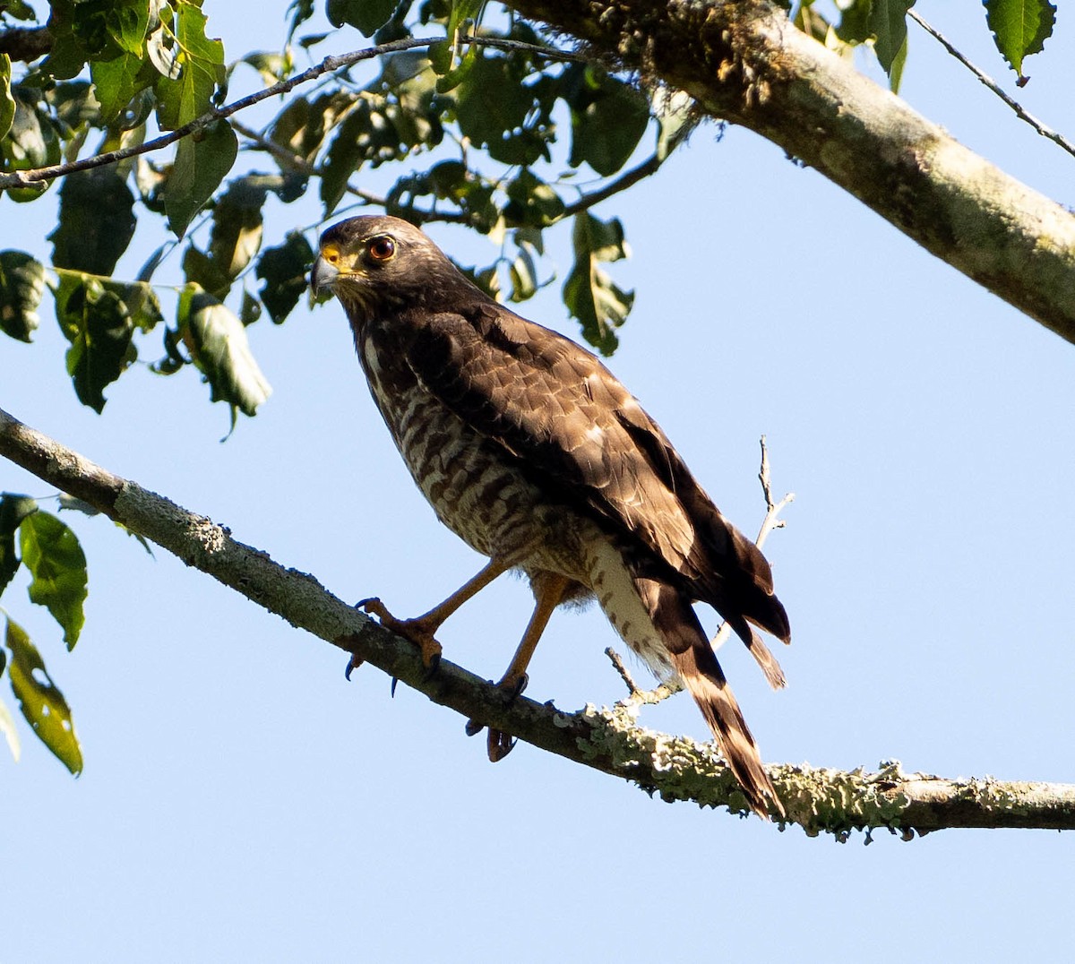 Wegebussard - ML651527227