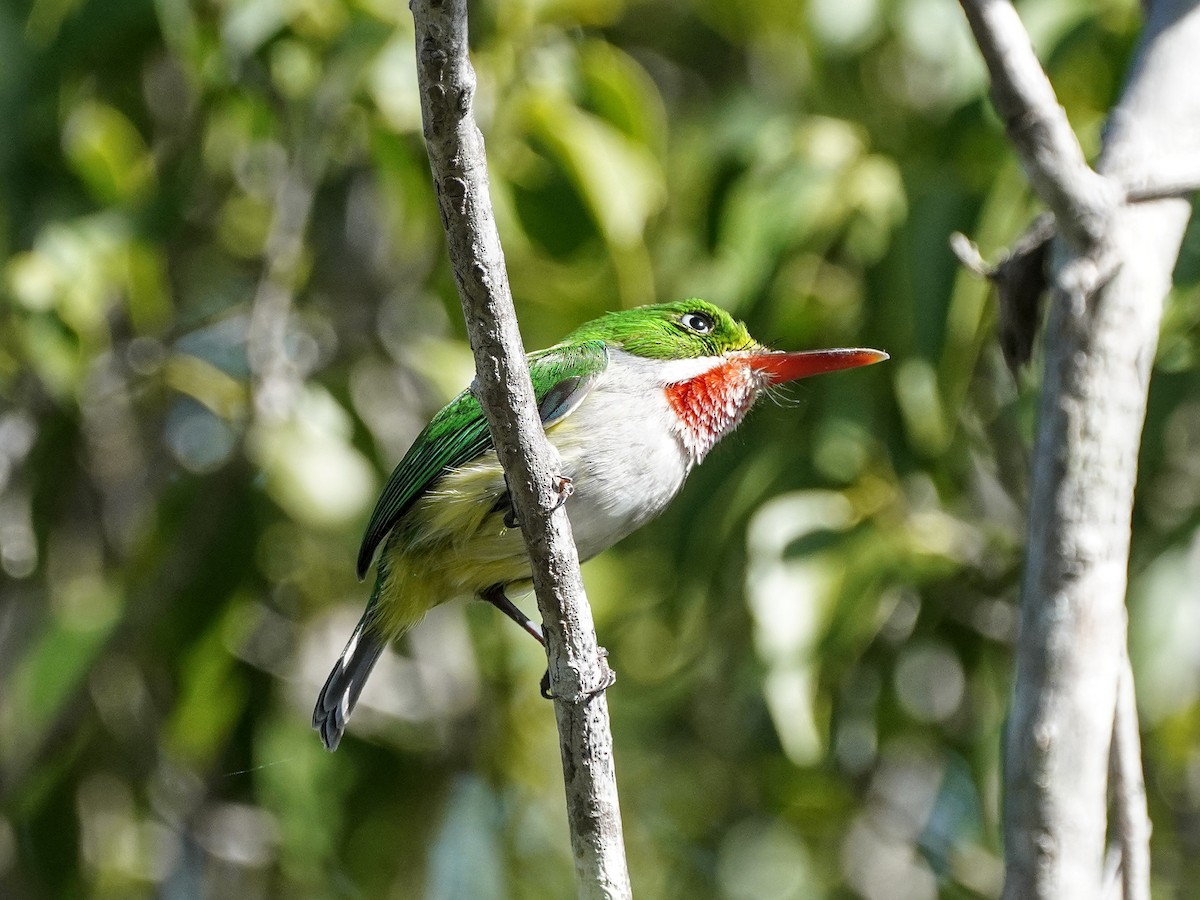 Тоді пуерто-риканський - ML651527416