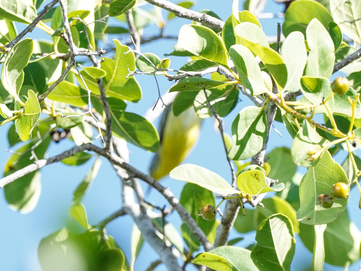 Пісняр-лісовик антильський - ML651527430