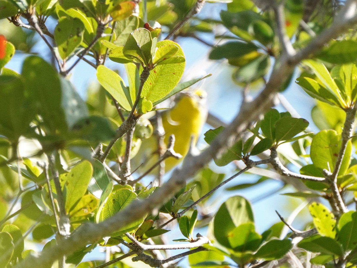 Пісняр-лісовик антильський - ML651527434