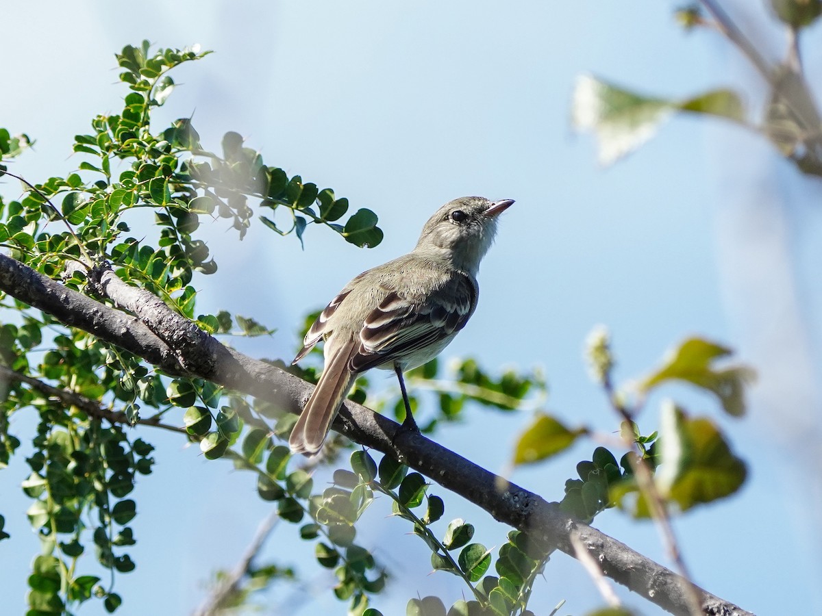 Еленія карибська - ML651527477