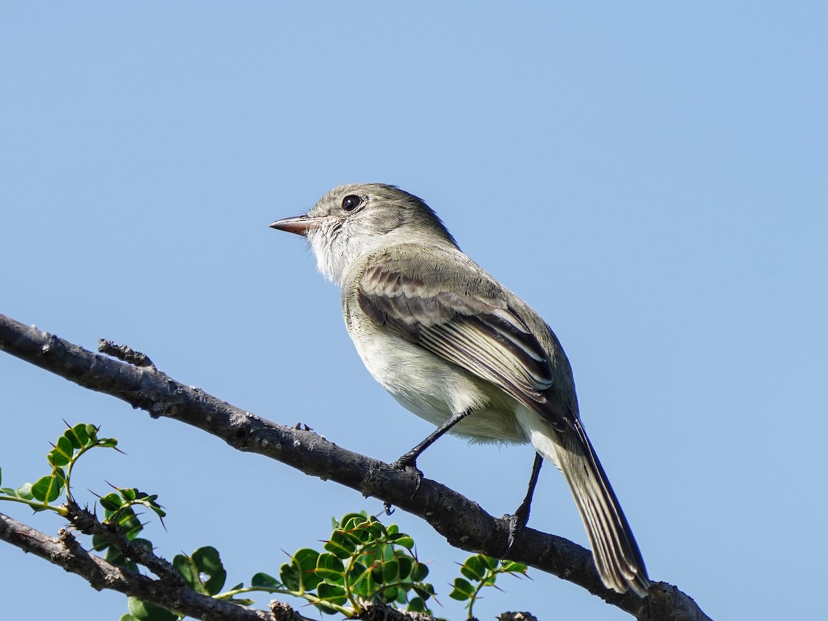 Еленія карибська - ML651527478