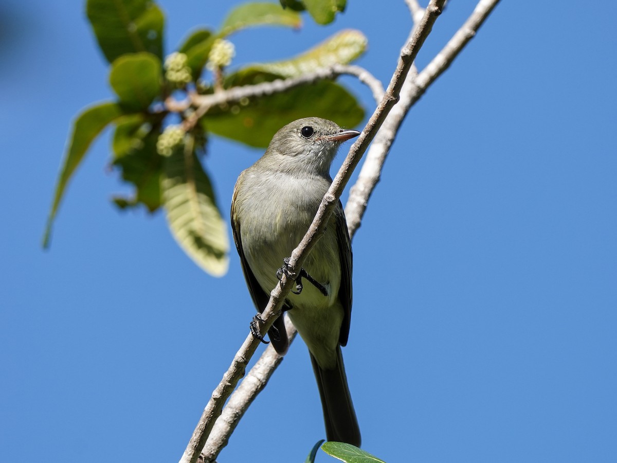 Еленія карибська - ML651527479