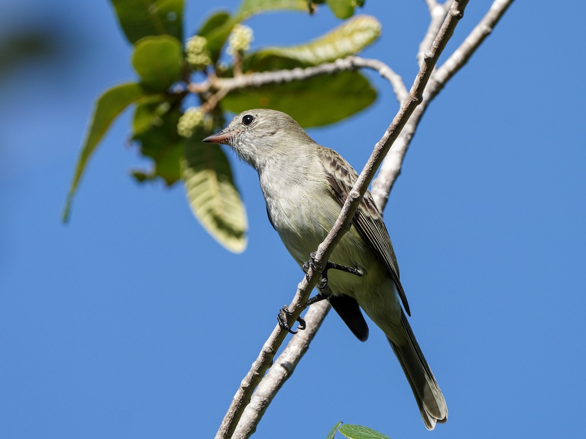 Еленія карибська - ML651527480