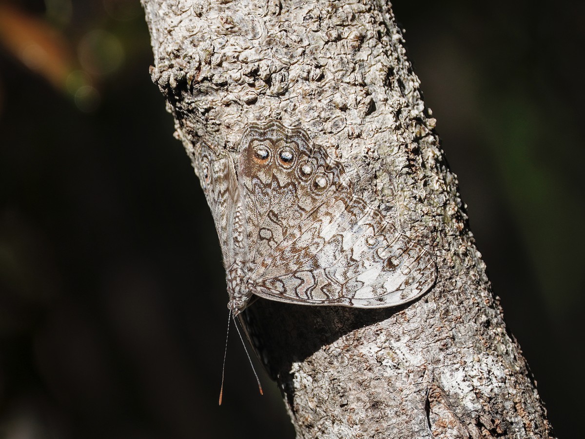 Insects - ML651527494