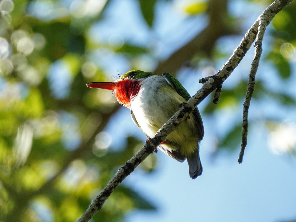 Тоді пуерто-риканський - ML651527533