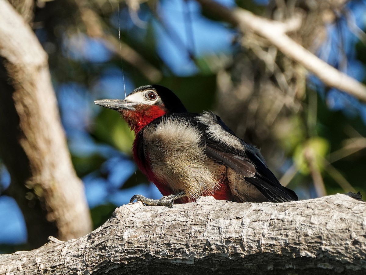 Гіла червоногорла - ML651527553