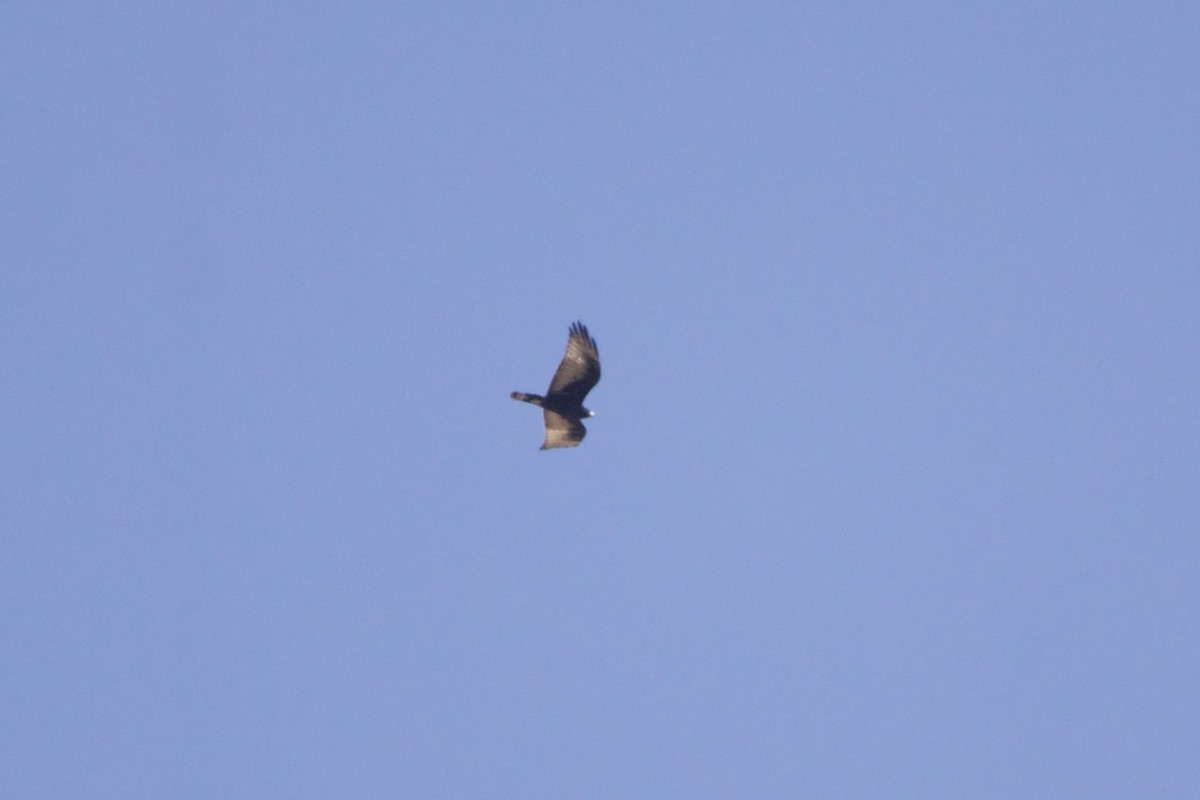 Болотный канюк - ML651527951