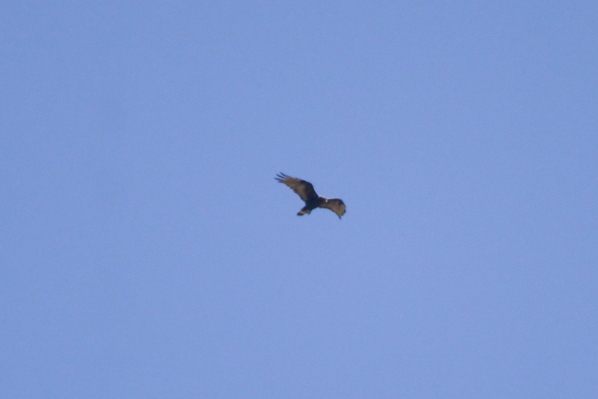 Болотный канюк - ML651527952