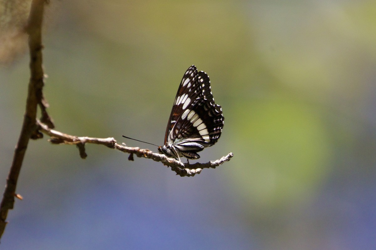 Weidemeyer's Admiral - ML651527958