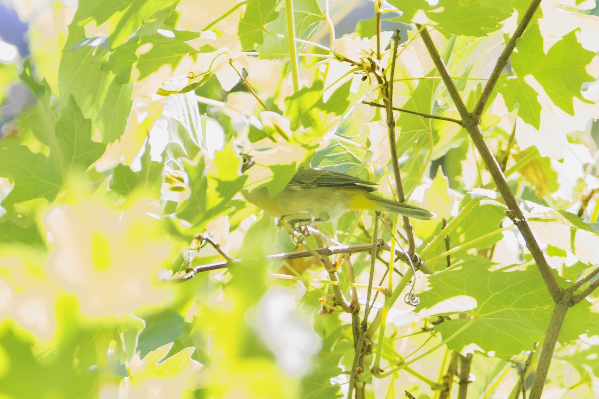 Желтогрудая древесница - ML651527969