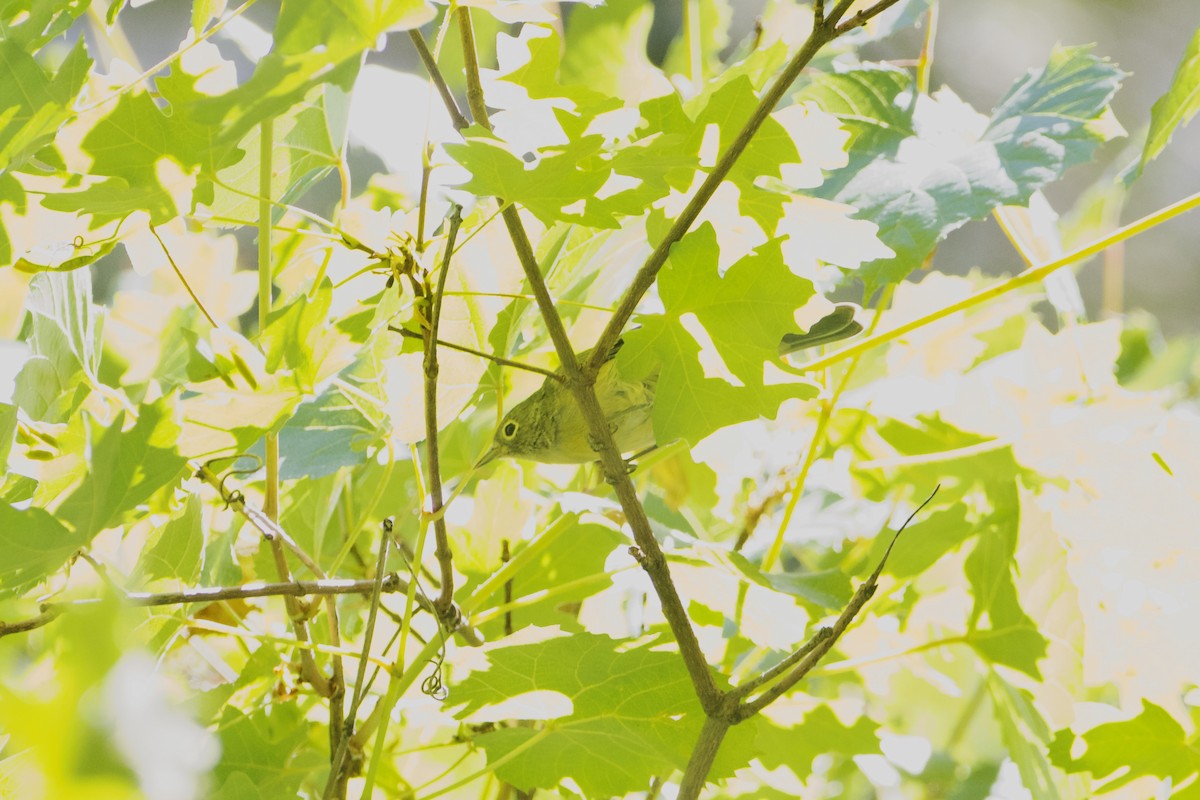 Желтогрудая древесница - ML651527970