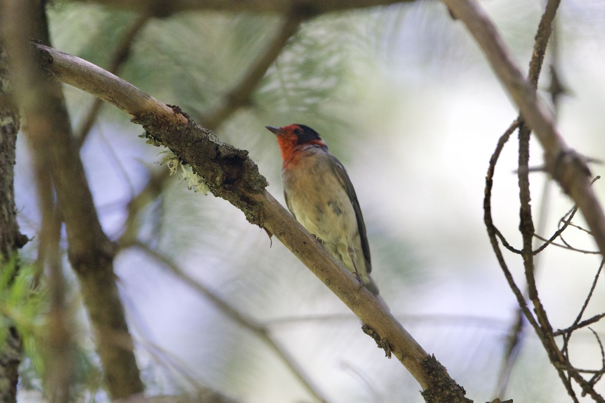Краснолицая вильсония - ML651527991