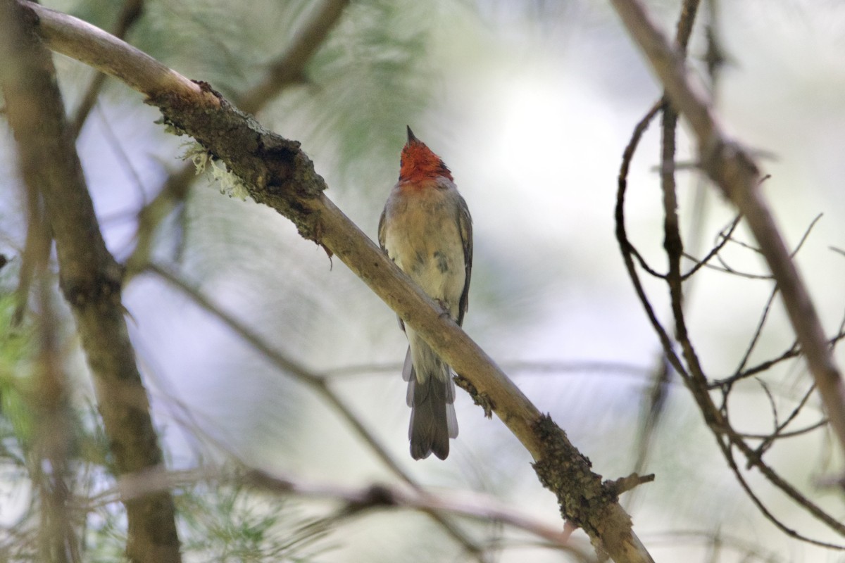 Краснолицая вильсония - ML651527992