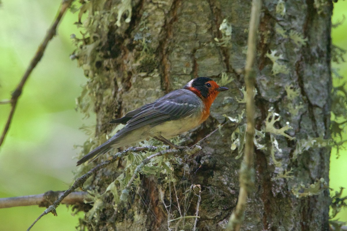 Краснолицая вильсония - ML651527993