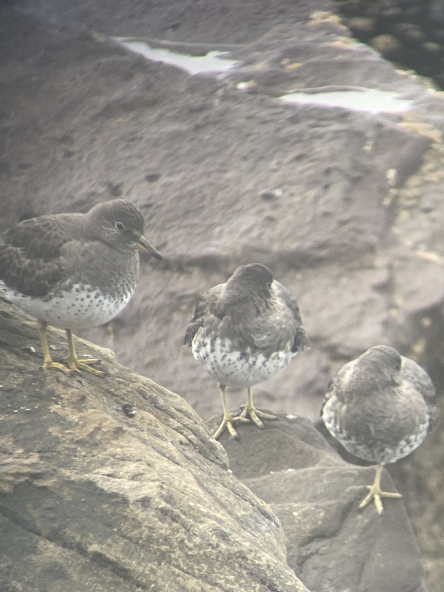 brottsnipe - ML651530410