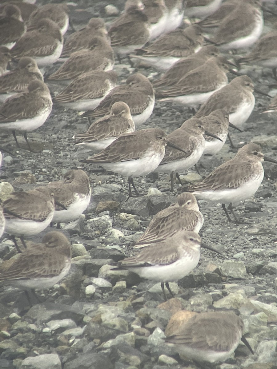 myrsnipe - ML651530417