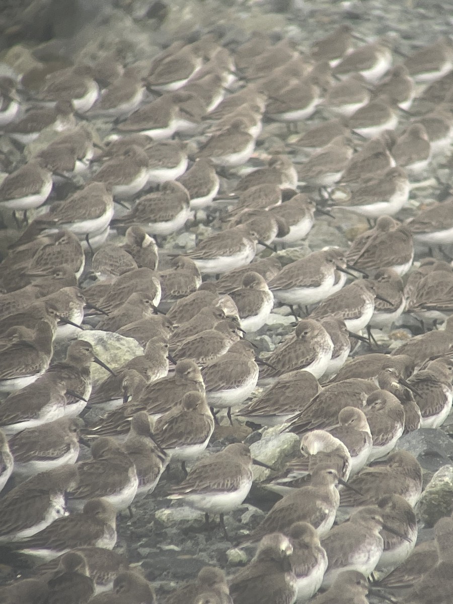 myrsnipe - ML651530423