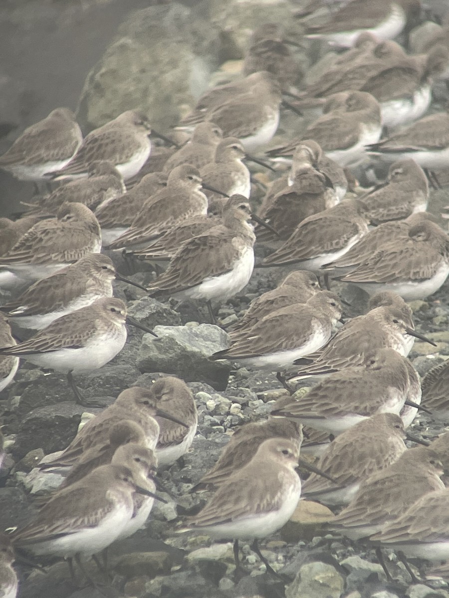 myrsnipe - ML651530459