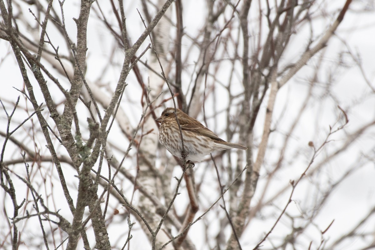 Purple Finch - ML651531219