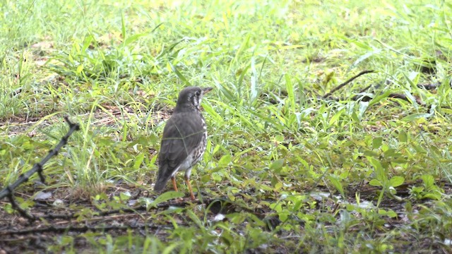 Groundscraper Thrush - ML651531828