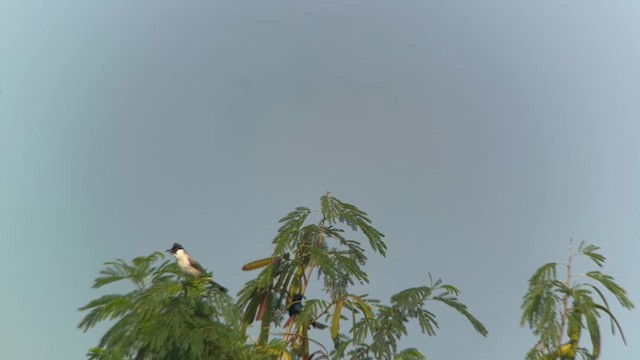 Sooty-headed Bulbul - ML651532854