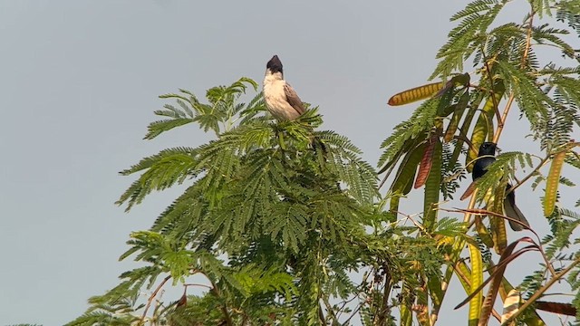 Sooty-headed Bulbul - ML651532855