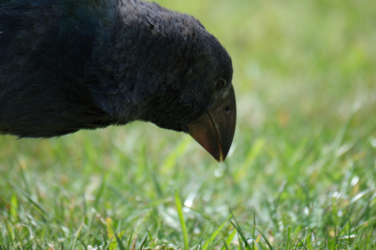 Такахе - ML651533319