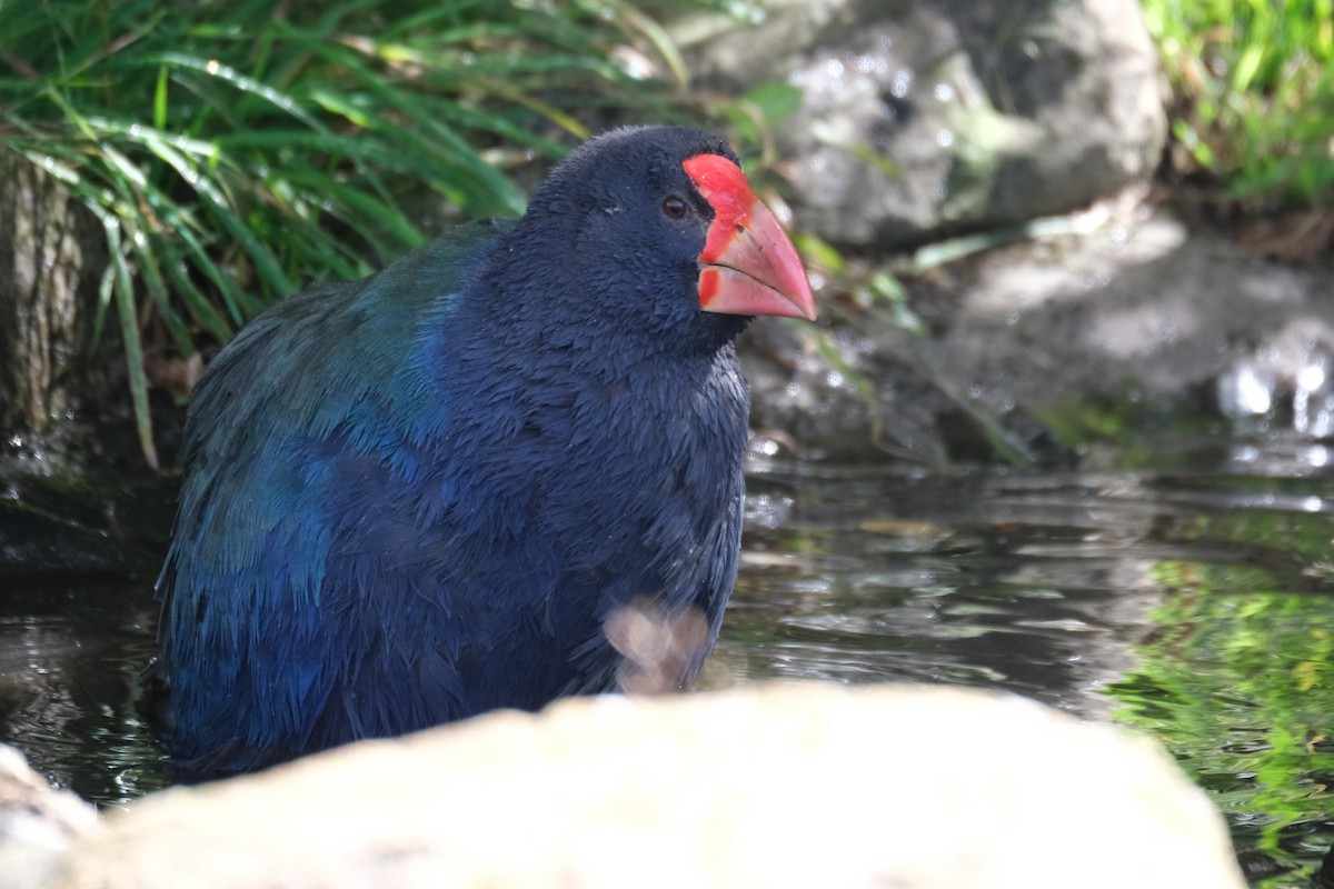 Такахе - ML651533320