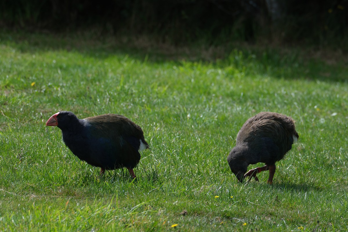 Такахе - ML651533321