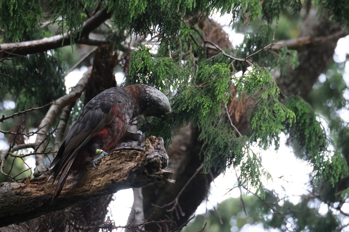 New Zealand Kaka - ML651533338