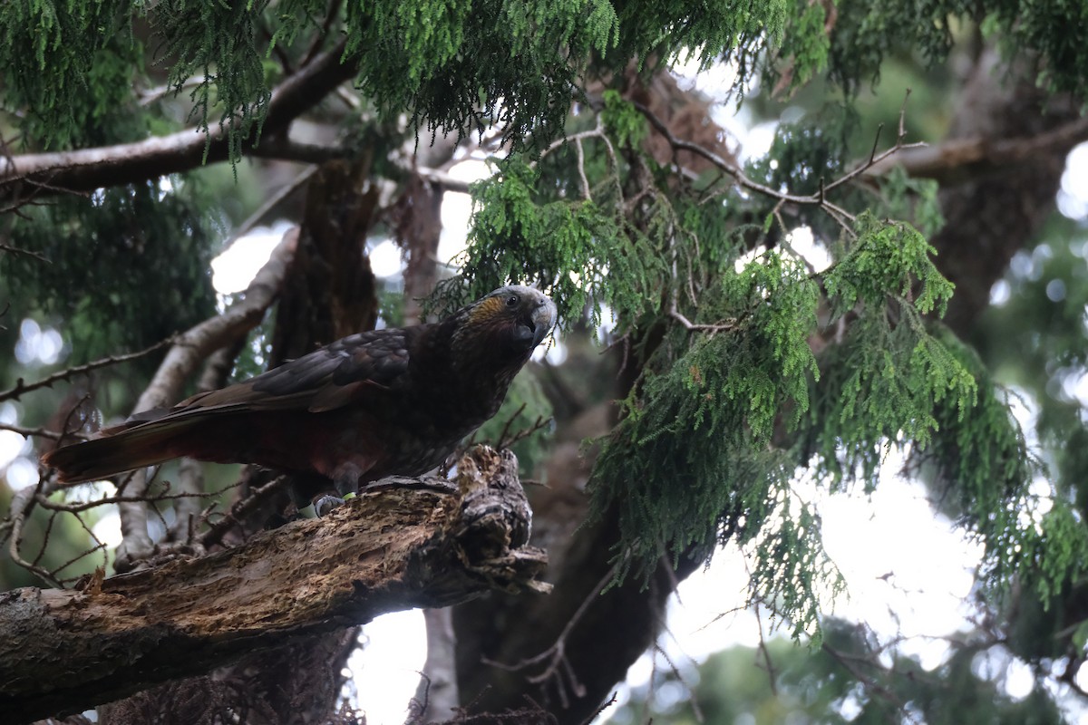 New Zealand Kaka - ML651533339