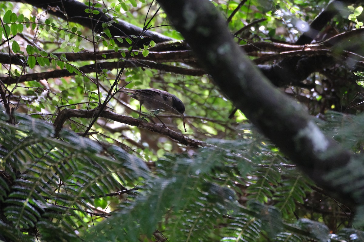 Pipipi - ML651533343