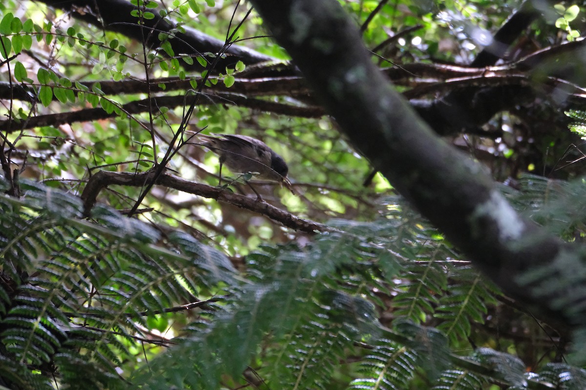 Pipipi - ML651533344