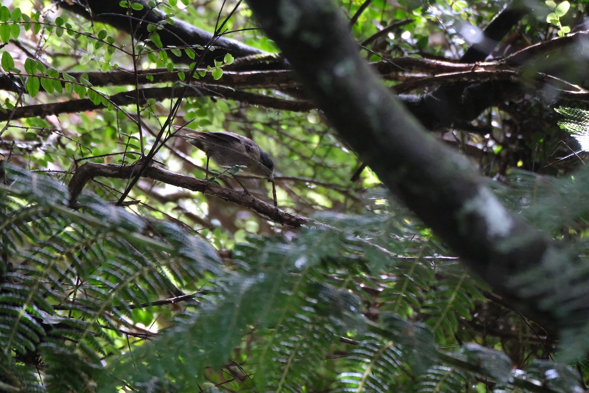 Pipipi - ML651533345