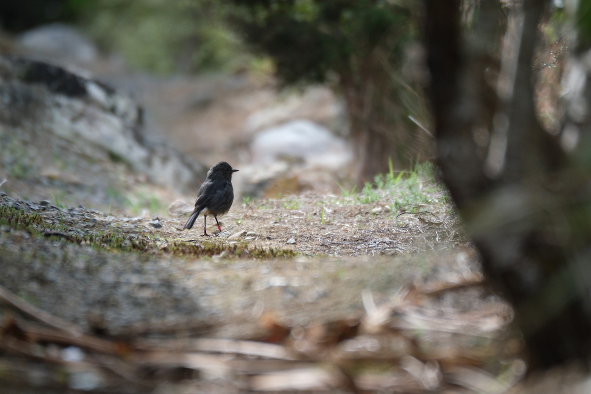 South Island Robin - ML651533355